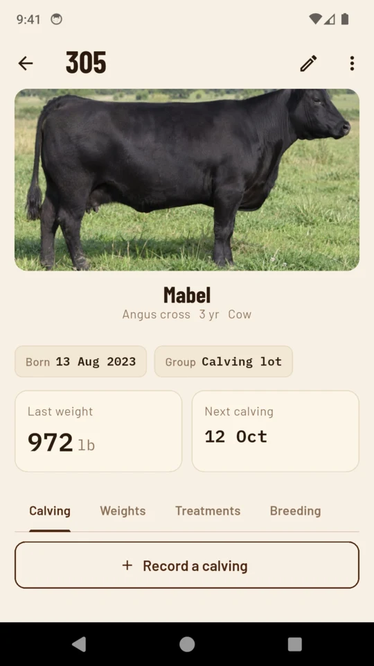 A cow card showing the ear tag in large type, a photograph, breed and age, the last weight and the next expected calving