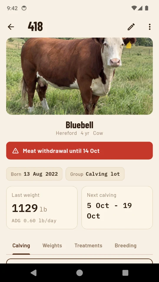 A cow card with a red band saying the animal is inside a meat withdrawal, naming the date it clears