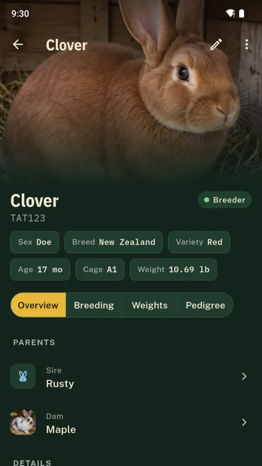 Clover’s page: her photo, breed, variety, age, cage, weight and parents.