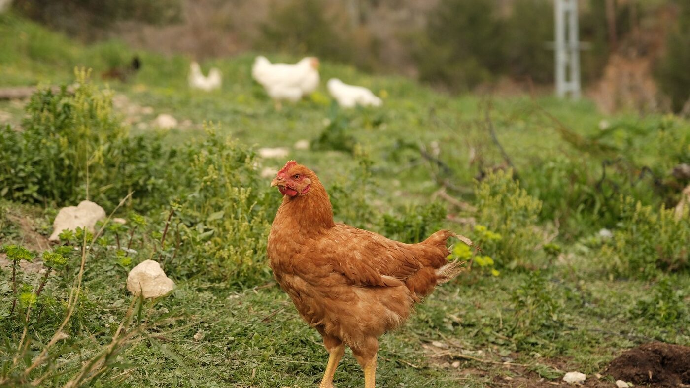 A brown hen foraging in long grass with the rest of the flock behind her
