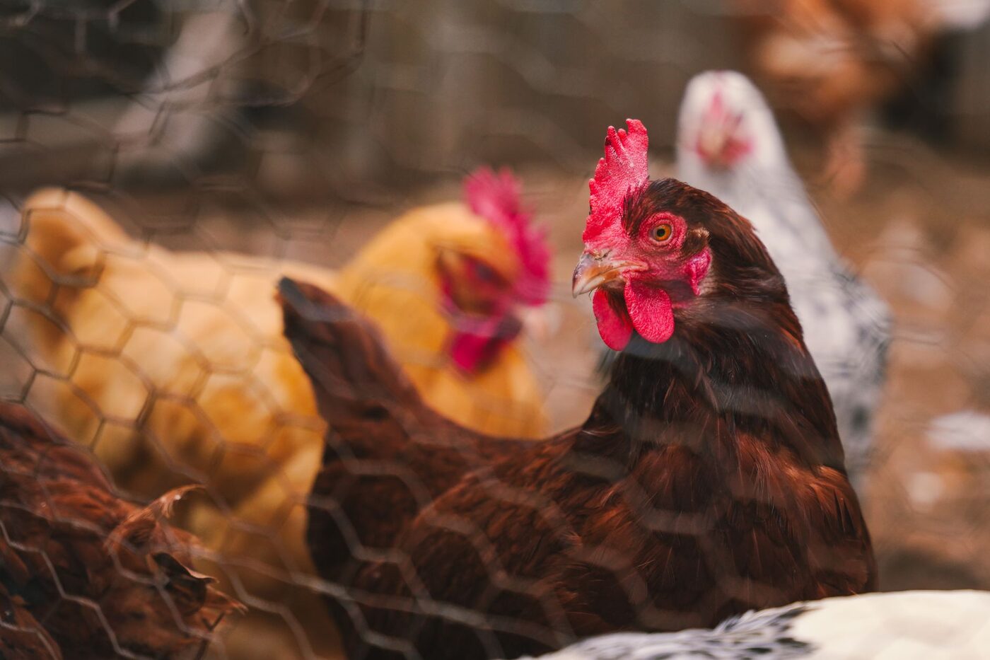 Hens in a coop behind wire mesh