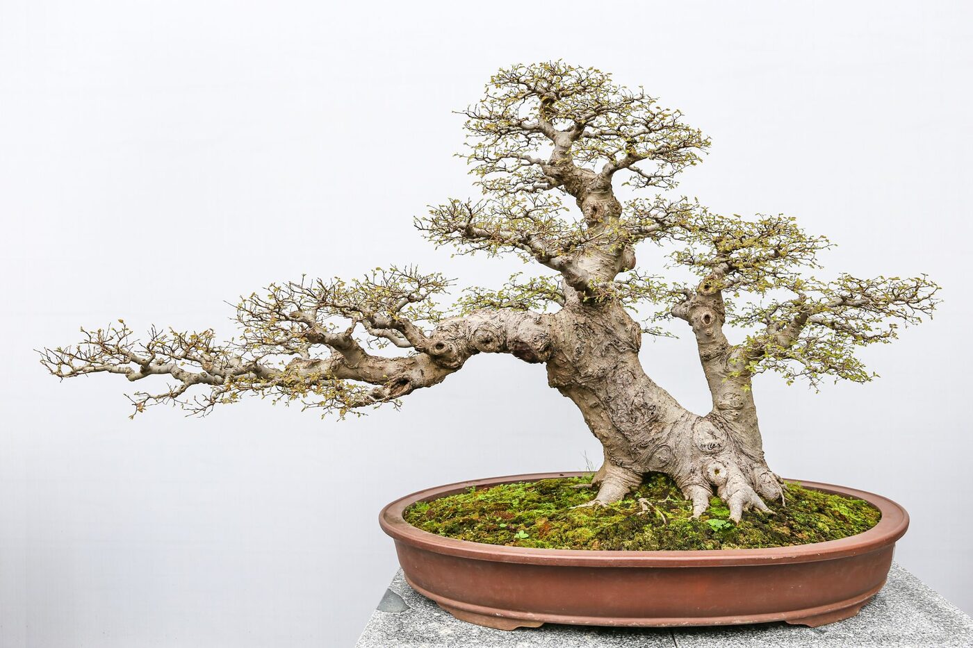 A mature styled bonsai tree in a shallow ceramic pot