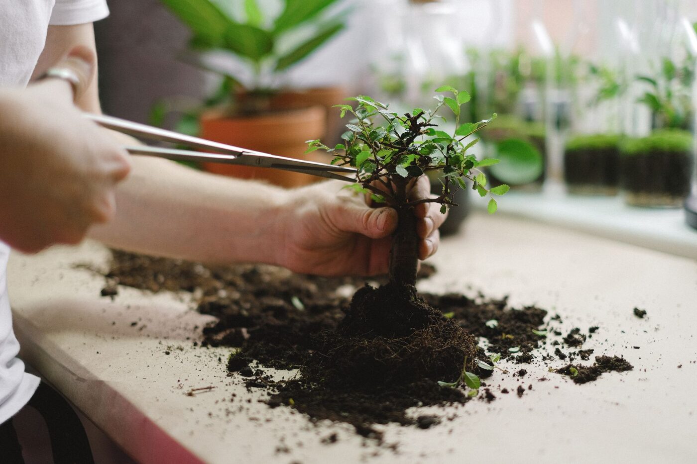 Hands repotting a small bonsai tree with fresh soil