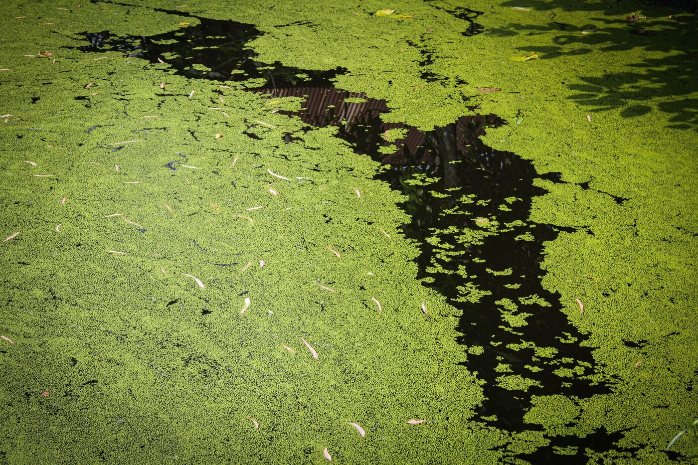 Water surface covered in thick green algae