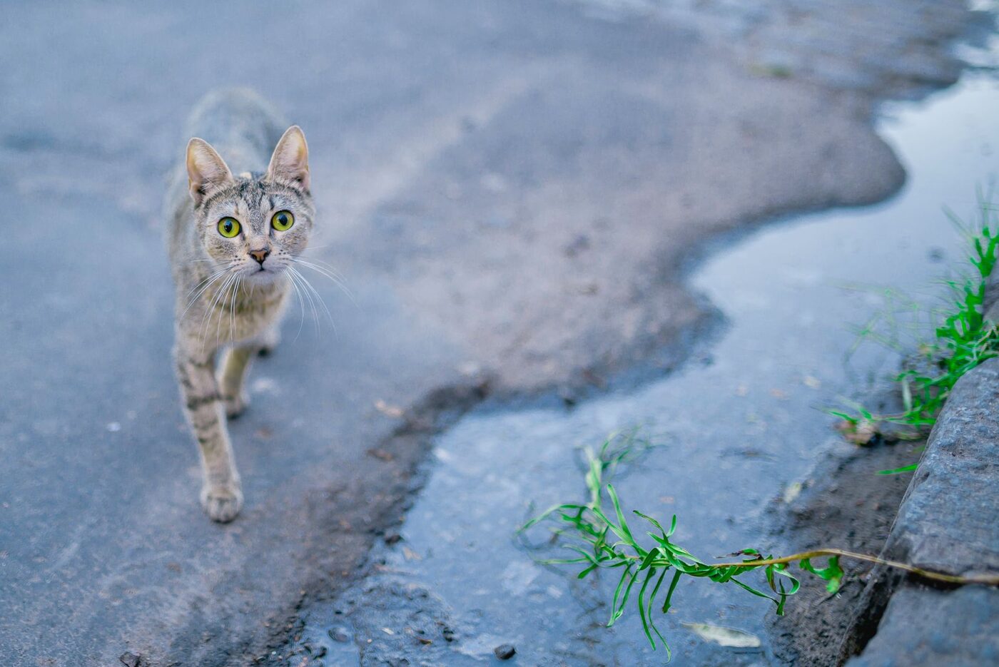A street cat walking along wet pavement and looking towards the camera