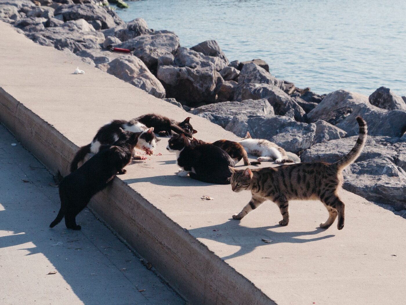 A group of community cats gathered near the shoreline being fed